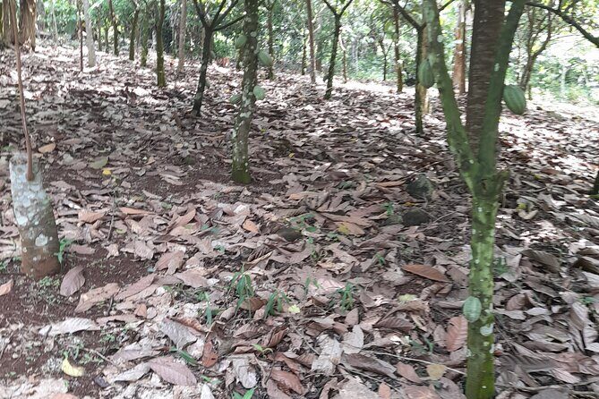 1 Day cocoa farm tour - Key Highlights You’ll Actually Care About