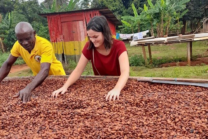 1 Day cocoa farm tour - Cocoa From Tree to Cash Crop (and Why Ghana Talks About It)