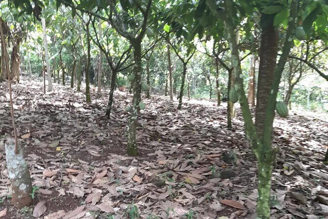 1 Day cocoa farm tour - Your Private Guide: Why Getting Personal Matters in a Cocoa Farm Day