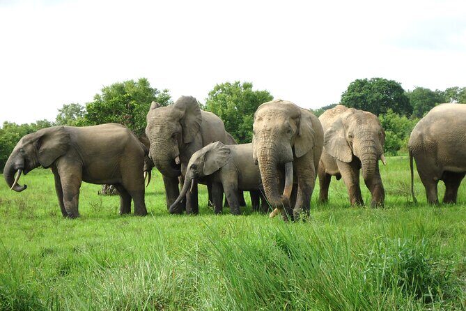15-Day Ghana Wildlife Private Tour - Key highlights to pay attention to