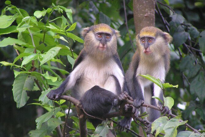 15-Day Ghana Wildlife Private Tour - Start in Accra, then get into the field quickly