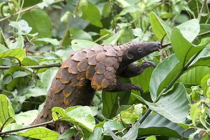 15-Day Ghana Wildlife Private Tour - Brenu Akyinim and Elmina beach road: rodents, mongoose, and a real break