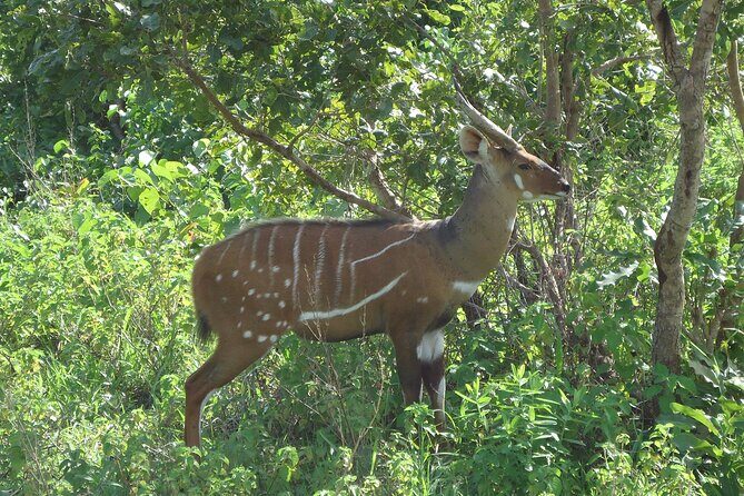 15-Day Ghana Wildlife Private Tour - Ankasa Conservation Area: remote camp comfort and serious forest effort