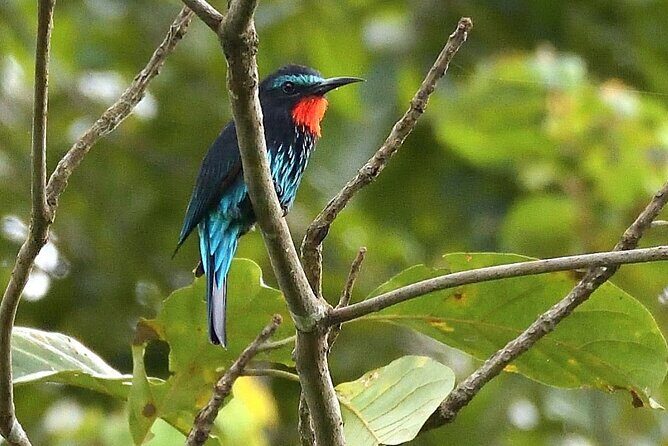 15-Day Ghana Wildlife Private Tour - Mole National Park: savanna mammals, long drives, and night spotlighting