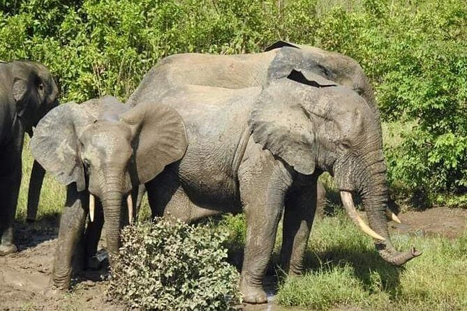 2 Days (1 night) Elephants Safari at Mole Park with Round - trip flights - Key highlights that make this safari work