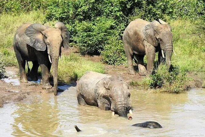 2 Days (1 night) Elephants Safari at Mole Park with Round - trip flights - Culture add-ons: village life and shea butter processing