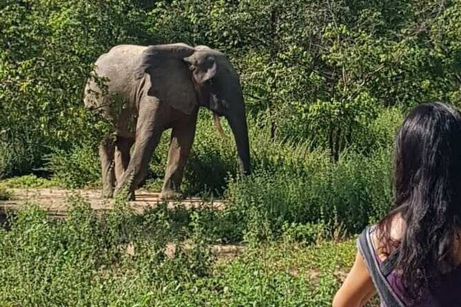 2 Days (1 night) Elephants Safari at Mole Park with Round - trip flights - Who should book this safari, and who should think twice