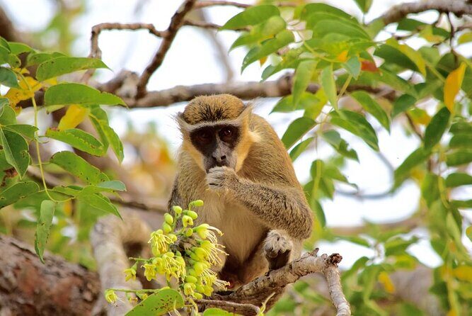 2Days private explore volta region - Tafi Atome Monkey Sanctuary and kente weaving: wildlife plus real craft time
