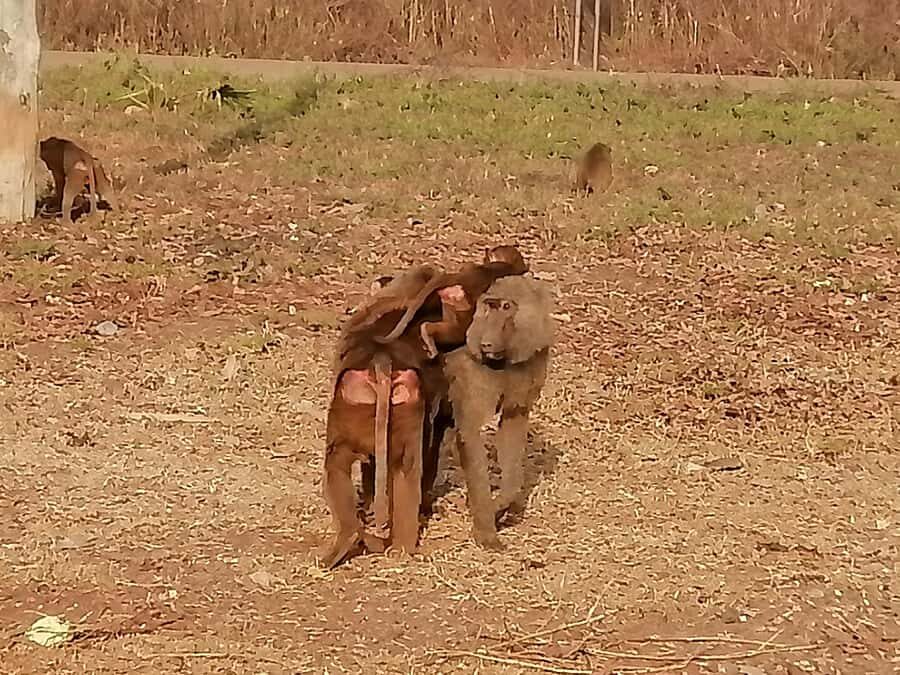 3 Days Elephant Safari at Mole Park with round trip flights - Key things you’ll notice on this 3-day Mole safari