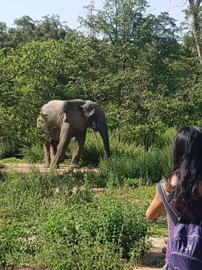3 Days Elephant Safari at Mole Park with round trip flights - Guided hiking in Mole: how to be comfortable while still staying alert