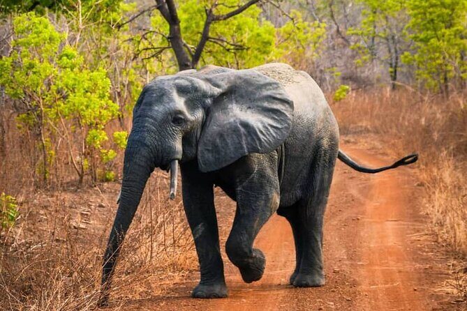 3 Days Sunrise Elephant Safari-Mole Park with -Round Trip Flight - Mognori Eco-Canoe Safari: Village Life Plus Birds Plus River Quiet
