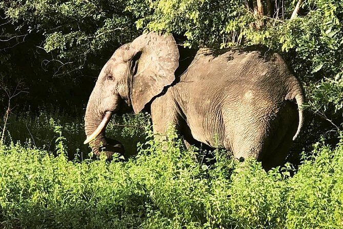 3 Days Sunrise Elephant Safari-Mole Park with -Round Trip Flight - What the 3 Days Feel Like on the Ground (and how to plan your energy)