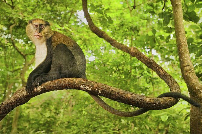 4 Days Cultural and Village Stay Experience - Day 1 in Boabeng-Fiema: First Contact With Humans and Monkeys Living Side by Side