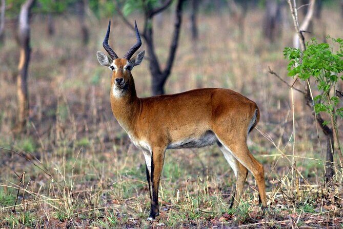 9 Day Ghana Wildlife and Culture Tour - Day 5: Kintampo Falls, then Boabeng-Fiema monkeys, then Kumasi at night