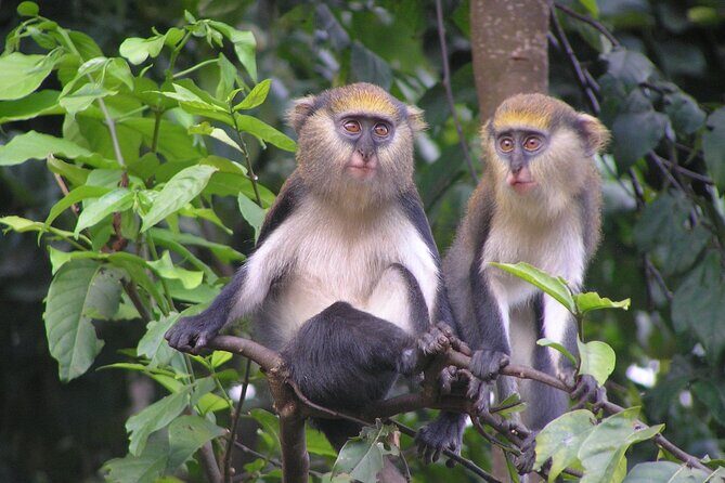 9 Day Ghana Wildlife and Culture Tour - Day 6 in Kumasi: UNESCO-listed Asante buildings and hands-on cloth and metal crafts