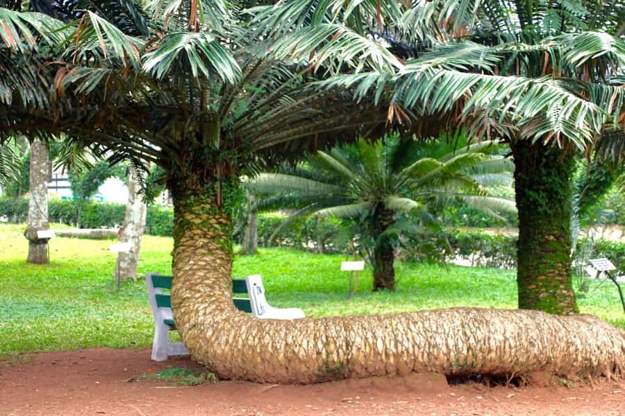 Accra Aburi Eco & Cocoa Experience: Gardens Waterfall &Lunch - A 7-hour Aburi day that starts with pickup (and ends back home)