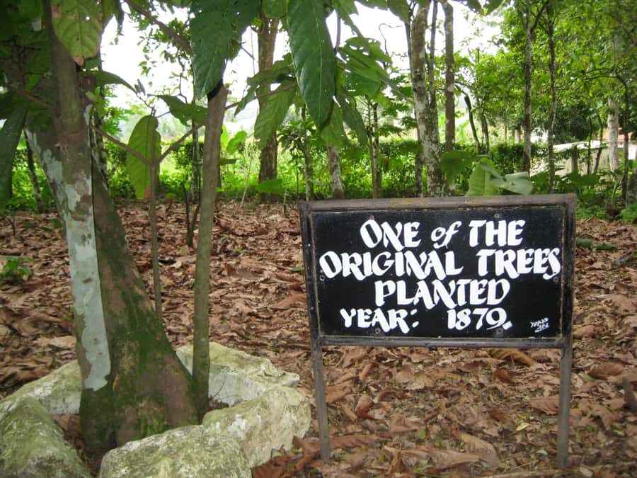 Accra Aburi Eco & Cocoa Experience: Gardens Waterfall &Lunch - The ride and the guide: what you’re paying for beyond the stops