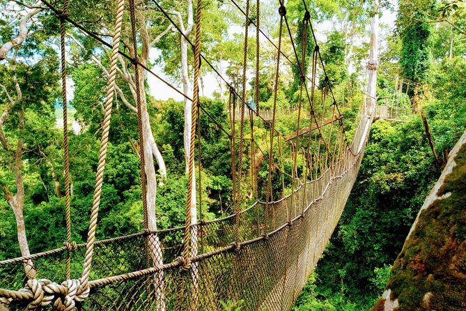 Accra and Cape Coast Escape - Kakum National Park and the 30-Meter Canopy Walkway