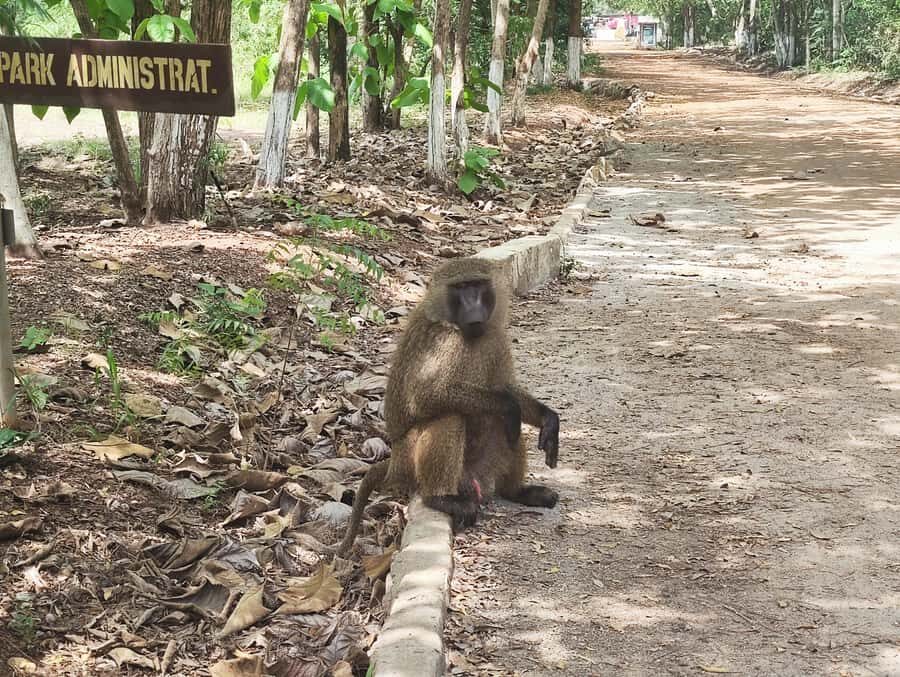 Accra: Half day private safari with pick up - What to bring (and what to skip) for a smoother day
