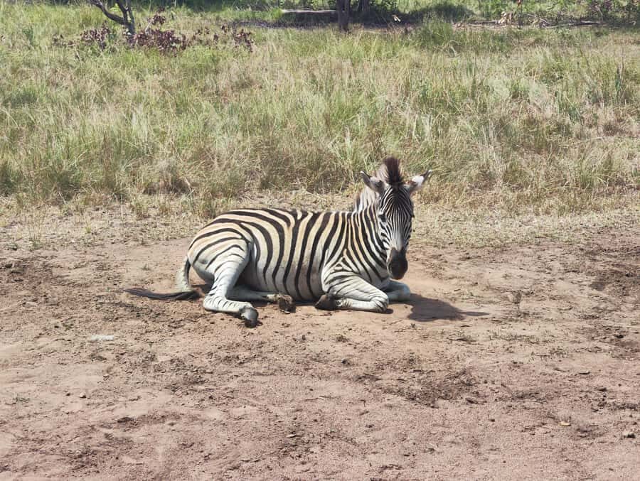 Accra: Half day private safari with pick up - From your Accra hotel: private pickup and a simple 4-hour rhythm
