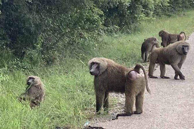 Accra Safari at Shai Hills and Boat Cruise + Cedis Beads - Lake Volta at Atimpoku and AFRIKIKO: A Calm Cruise with a Big-Scale View
