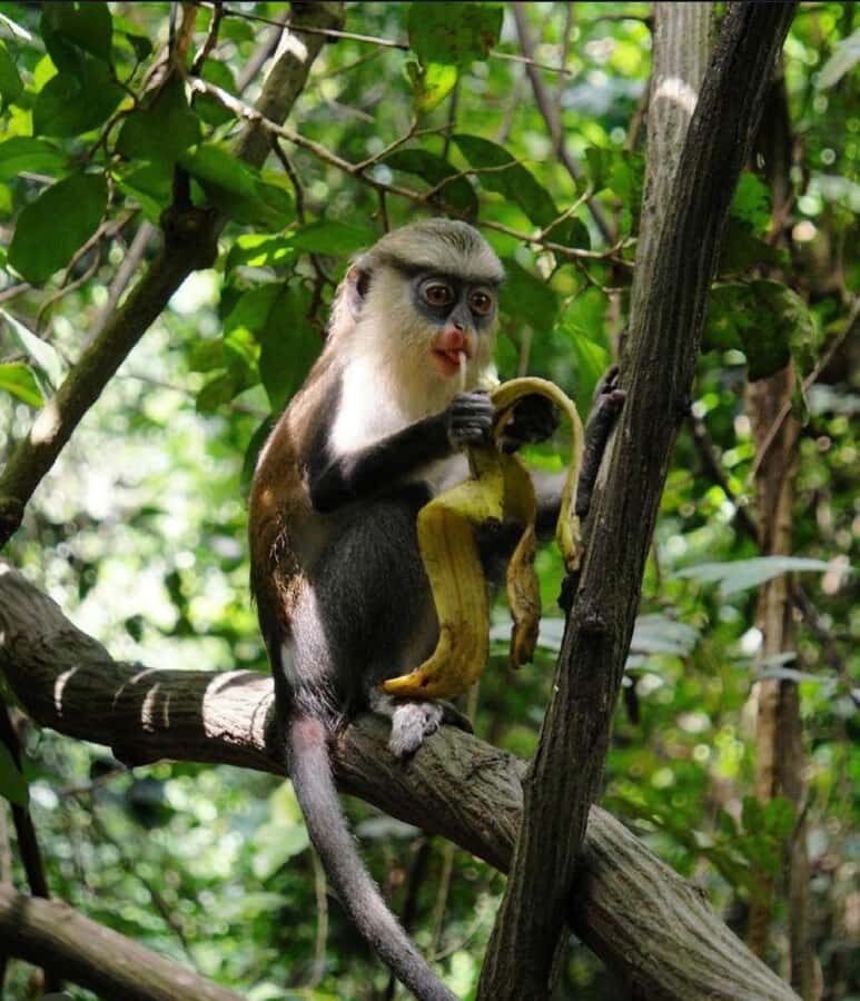 Accra: Tafi Kente Village, Monkey Sanctuary &Wli Waterfalls - Getting There: Accra Mall to the Volta Region Day Rhythm