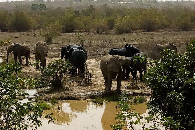 Bird watching tours , cultural and historical tours of Ghana. - What Kalu Afasi’s Style Means for Your Actual Birding