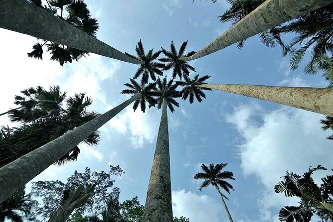 Boti Falls, Umbrella Rock, Aburi Gardens & Cocoa Farm Day Tour - Aburi Botanical Gardens: 1890-era roots and practical plant explanations
