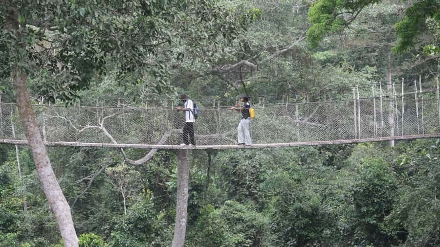 Cape Coast: Kakum National Park, Castles, & Hans Cottage - Kakum National Park Canopy Walk: 30 Meters Up Without the Guesswork