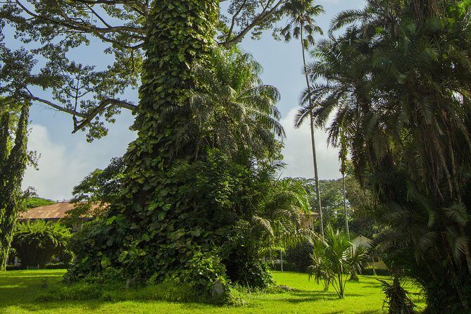 Escape Accra City to Aburi Gardens and Tetteh Quarshie Cocoa Farms - Guides, Learning Style, and How the Experience Runs