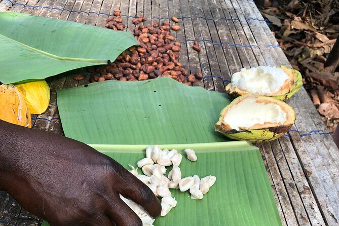 Experience Boti Waterfalls, Aburi Botanical Gardens & Tetteh Quarshie Cocoa Farm - Tetteh Quarshie Memorial Hospital Cocoa Farm: From Ghana’s First Cocoa to a Taste Test