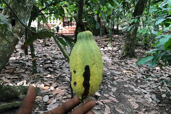 Experience Boti Waterfalls, Aburi Botanical Gardens & Tetteh Quarshie Cocoa Farm - What Makes the Guides Matter: Isaac, Michael, and Kofi’s Style