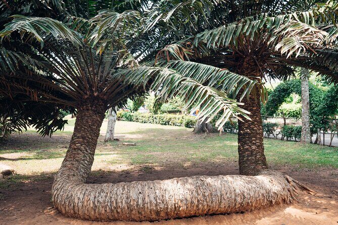 Explore Aburi Botanical Gardens And Boti Falls - Lunch and Bottled Water: The Included Comforts That Matter