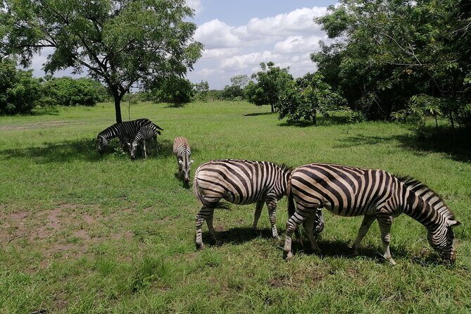 Full-Day Accra Safari and Boat Cruise Private Tour - Shai Hills Resource Reserve: wildlife, fruit-eating bats, and historic caves