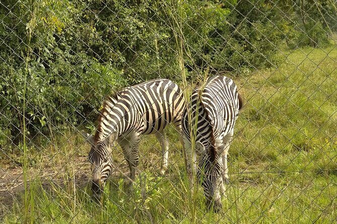 Half-day Accra Safari Tour - Wildlife sightings: what to expect when animals are shy