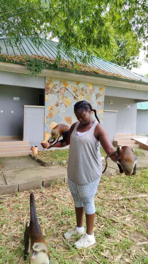 Hike Mount Afadjato and Visit Wli Falls and Monkey Sanctuary - Tafi Atome Monkey Sanctuary and Cultural Village (about 1 hour)