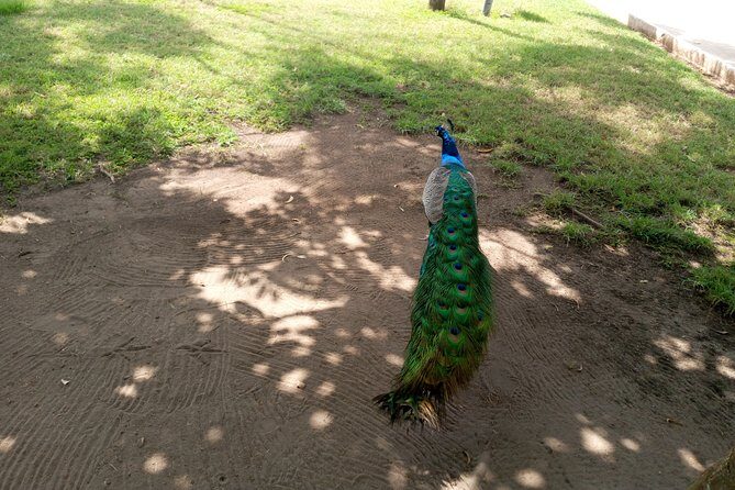 Nature Thrills - Escaping Accra: a 7-hour nature circuit in the Aburi Mountains