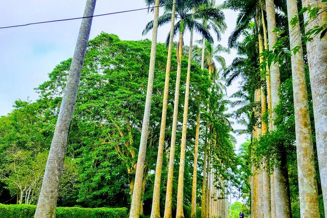 Nature Thrills - Aburi Botanical Garden: walking among plants with local and global roots