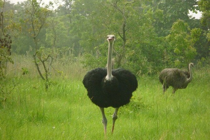 Shai Hills Half Day Accra Safari, Hike & see Animals - Your 3–5 hour flow: pickup, reserve time, and back again