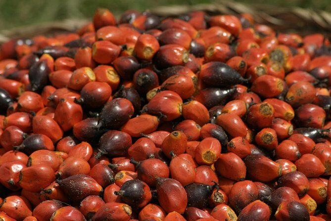 Takoradi Shore Excursion - Who should book this Takoradi shore excursion