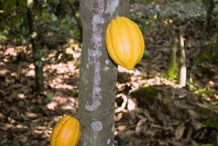 Visit Aburi Garden, Tetteh Quarshie Cocoa Farm & Waterfall - Key things I’d zero in on