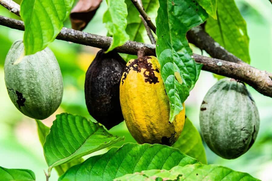 Visit Aburi Garden, Tetteh Quarshie Cocoa Farm & Waterfall - Tetteh Quarshie Cocoa Farm: how cocoa arrived in Ghana